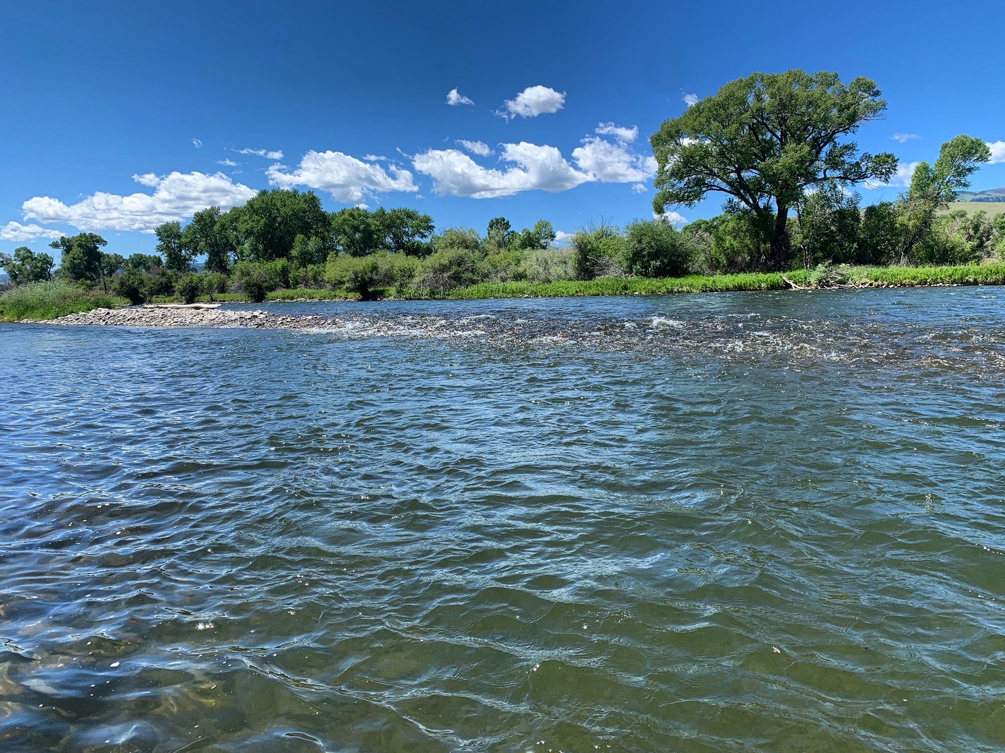 madison River fishing report 8-4-2023