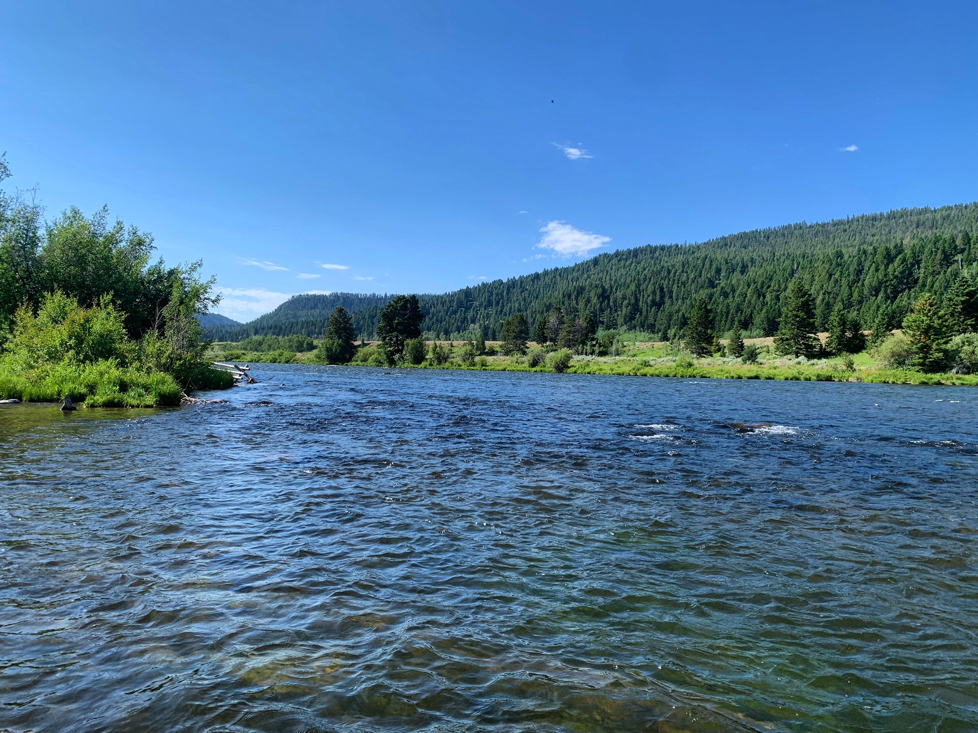 madison river fishing report 7-23-2023